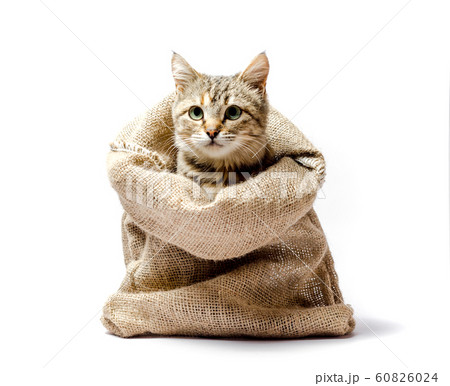 gray kitten with green eyes in a bag on a light background 60826024