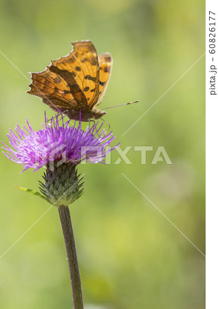 キタテハ 60826177