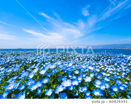 舞洲シーサイドパークのネモフィラ 舞洲シーサイドパークのネモフィラ 60826391