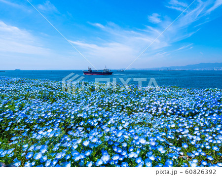 舞洲シーサイドパークのネモフィラ 舞洲シーサイドパークのネモフィラ 60826392