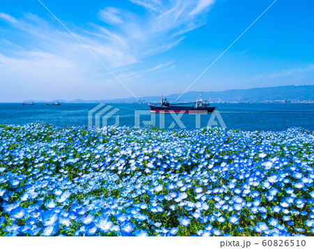 舞洲シーサイドパークのネモフィラ 舞洲シーサイドパークのネモフィラ 60826510