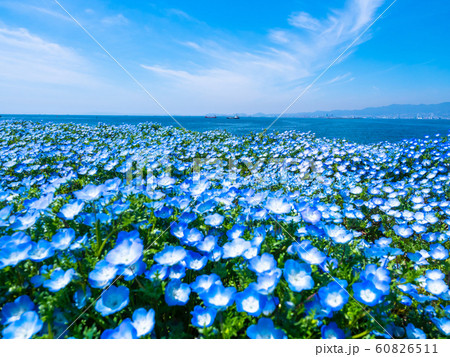 舞洲シーサイドパークのネモフィラ 舞洲シーサイドパークのネモフィラ 60826511