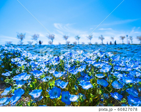 舞洲シーサイドパークのネモフィラ 60827078
