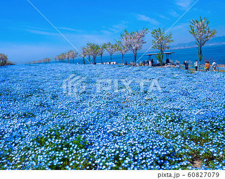 舞洲シーサイドパークのネモフィラ 60827079