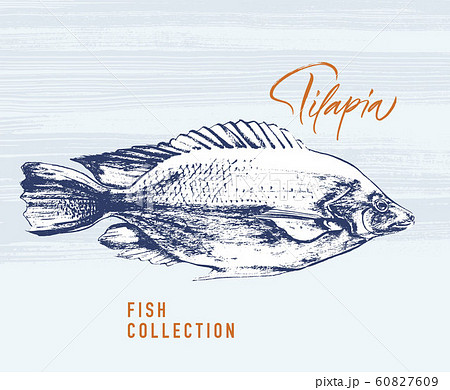 Tilapia fish brush illustration for logo 60827609