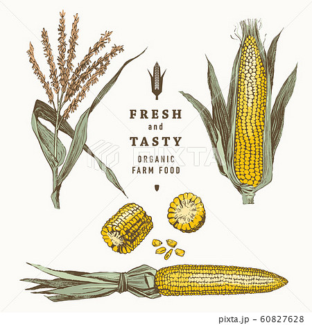 Corn on the cob vintage design set 60827628