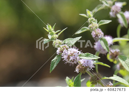 ハッカ ハッカ 60827673