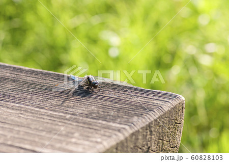 シオヤトンボ 60828103