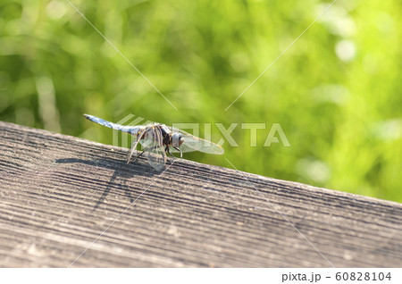 シオヤトンボ 60828104