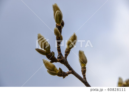 ねこやなぎ ねこやなぎ 60828111