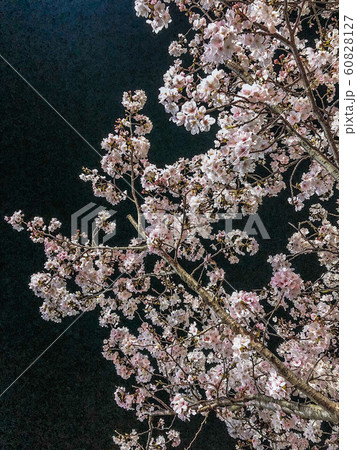 春 60828127