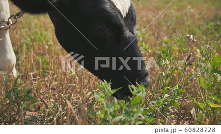 A young black and white cow is eating grass in the village. 60828728