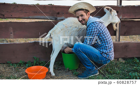 A young man milks his goat in the village. A young man milks his goat in the village. 60828757