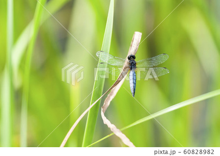 ハラビロトンボ 60828982