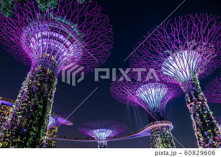 シンガポール ガーデン・バイ・ザ・ベイの夜景 ライトアップ シンガポール ガーデン・バイ・ザ・ベイの夜景 ライトアップ 60829606