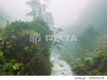 Foggy jungle 60830146