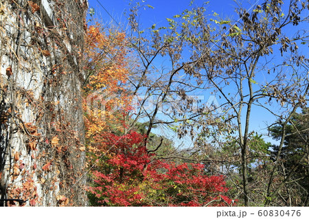 秋 木 葉 60830476