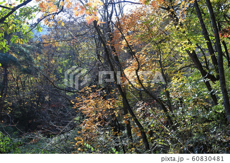 秋 木 葉 60830481
