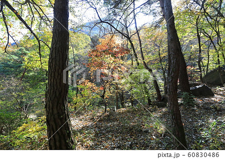 秋 木 葉 60830486