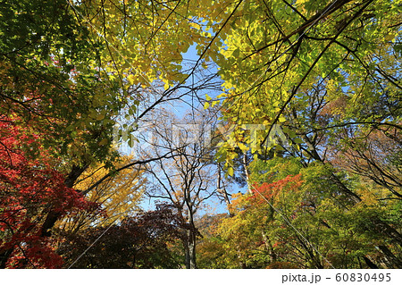 秋 木 葉 60830495