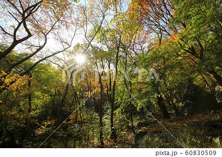 秋 木 葉 60830509