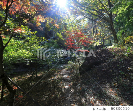 秋 木 葉 60830510