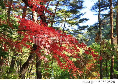 秋 木 葉 60830520