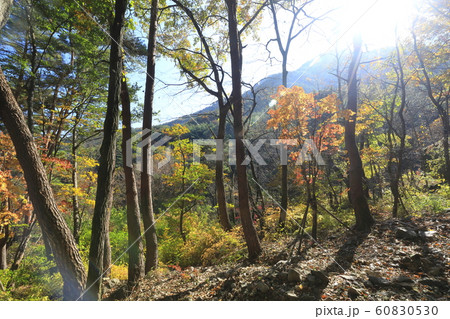秋 木 葉 60830530