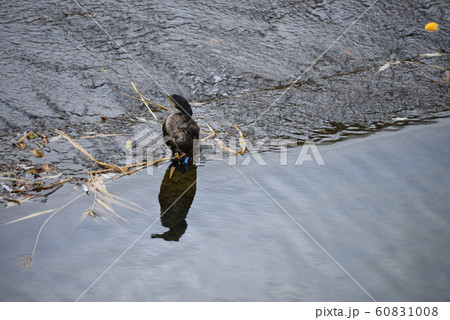 カワウ 60831008
