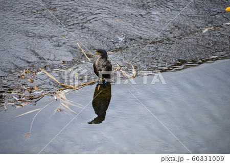 カワウ 60831009