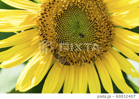 【明野　ヒマワリ畑】 60832407