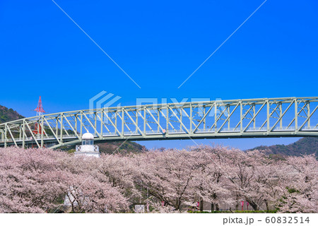 境台場公園（桜名所）境港灯台 60832514