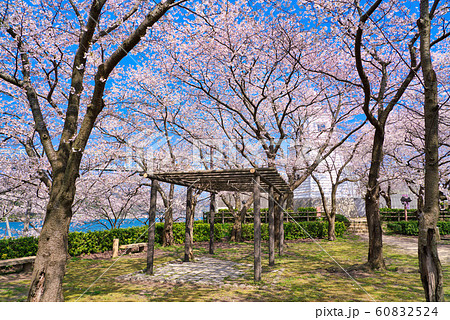 境台場公園(桜名所)境港灯台 境台場公園(桜名所)境港灯台 60832524