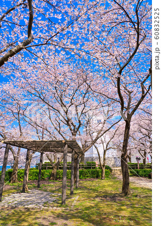 境台場公園(桜名所)境港灯台 境台場公園(桜名所)境港灯台 60832525