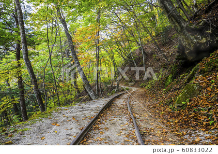 山梨県 紅葉の西沢渓谷 トロッコ道の写真素材
