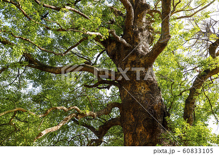 【東京都】上野東照宮・御神木の大楠 【東京都】上野東照宮・御神木の大楠 60833105