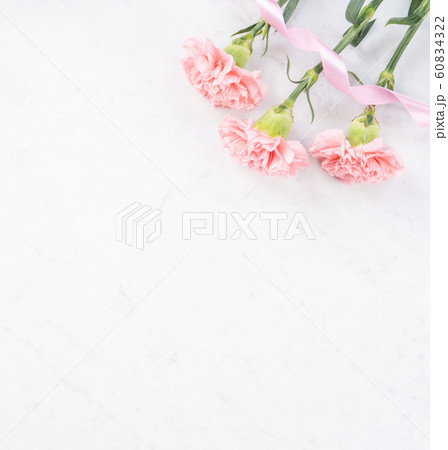 カーネーション ハマナデシコ 母の日 60834322