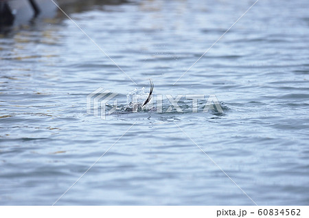 コオリガモのオスが潜る瞬間(北海道) コオリガモのオスが潜る瞬間(北海道) 60834562