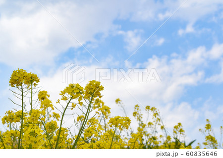 茨城県 古河市 菜の花 茨城県 古河市 菜の花 60835646