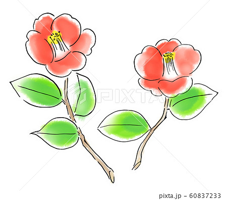 イラスト 椿のイラスト素材