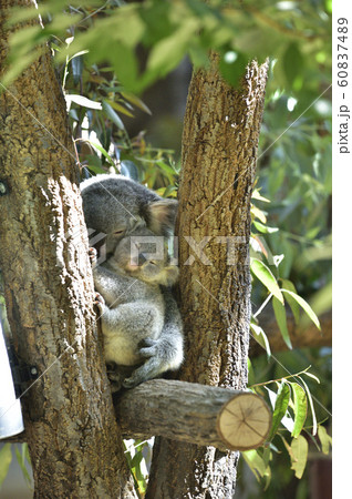 【昼寝イメージ】眠るコアラ 60837489