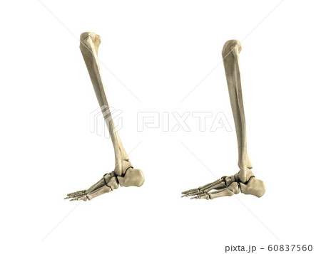 medical accurate illustration of the lower leg 60837560