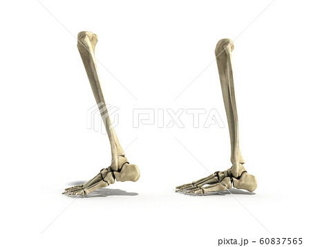 medical accurate illustration of the lower leg 60837565