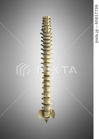 human spine 3d render on grey gradient background human spine 3d render on grey gradient background 60837799