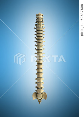 human spine 3d render on blue gradient background 60837800