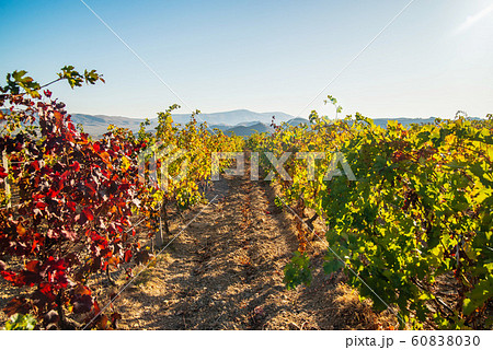 Vineyard in the fall on a sunny day 60838030