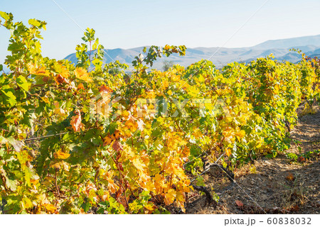 Vineyard in the fall on a sunny day 60838032