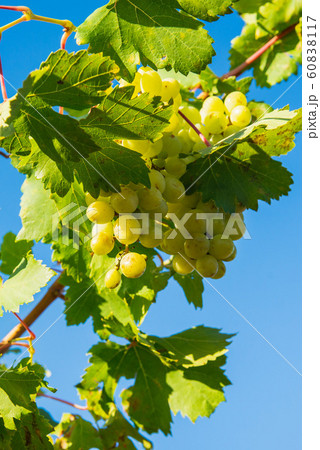 Ripe grapes in the vineyard on a sunny day 60838117