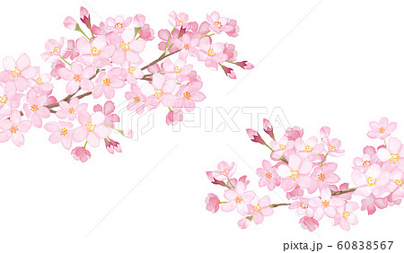 春の花：２本の桜の枝、水彩イラスト 60838567
