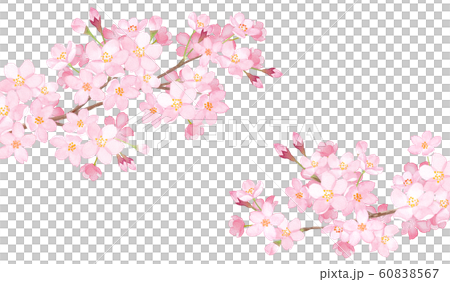 春の花：２本の桜の枝、水彩イラスト 60838567